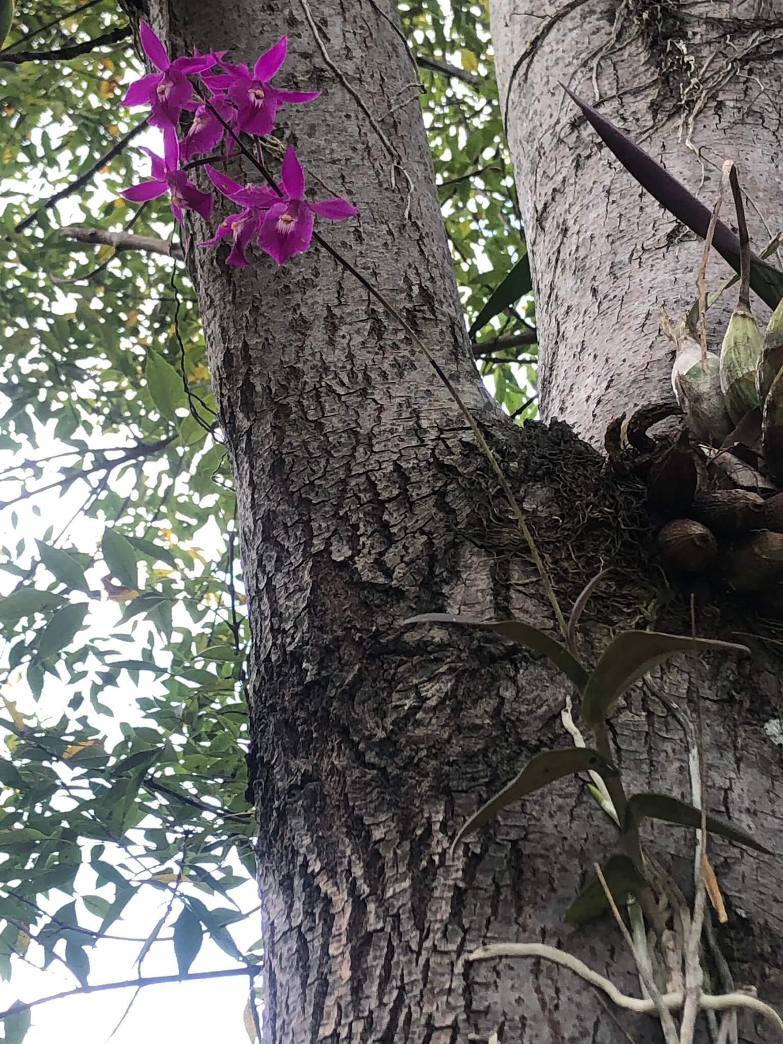 Barkeria scandens
